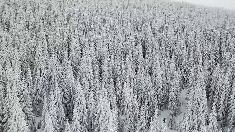 航拍森林雪景白雪皑皑雪松原始森林