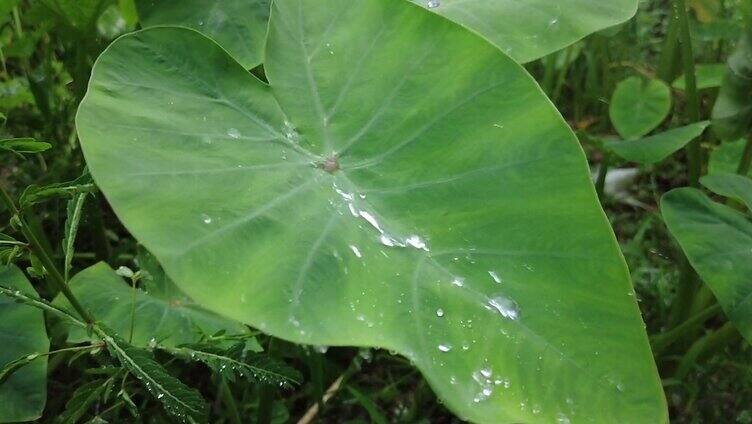 下雨雨水滴在植物上