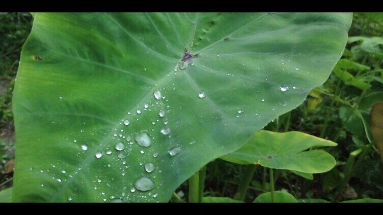 下雨雨水滴在植物上