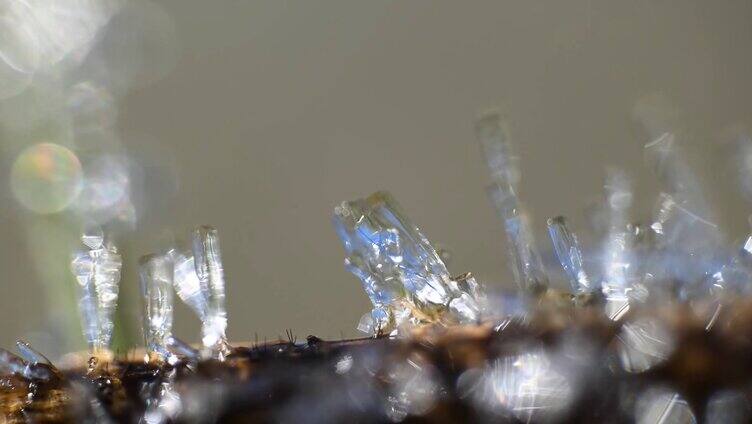 秋季霜降冰霜结晶融化微距特写镜头