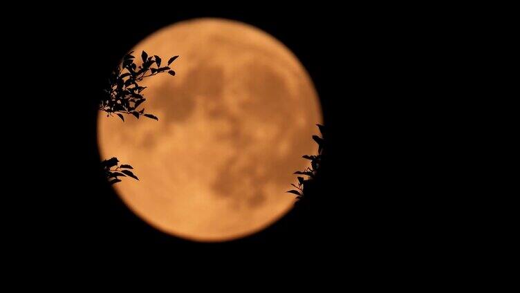 月亮月上枝头树梢月亮升起相思思念中秋佳节