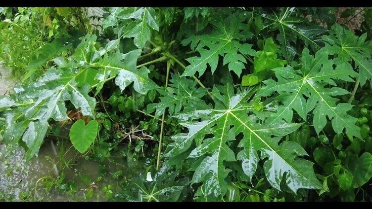 下雨雨水滴在植物上