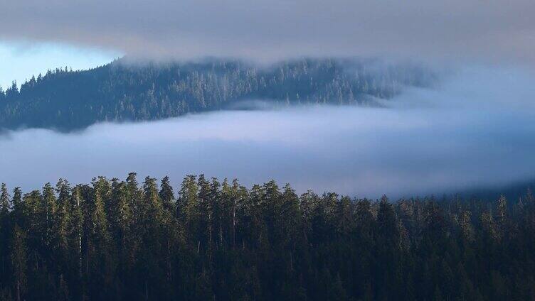 森林云雾清晨迷雾森林雾气浓雾薄雾延时