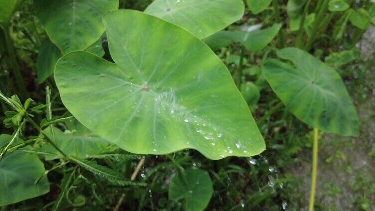 下雨雨水滴在植物上