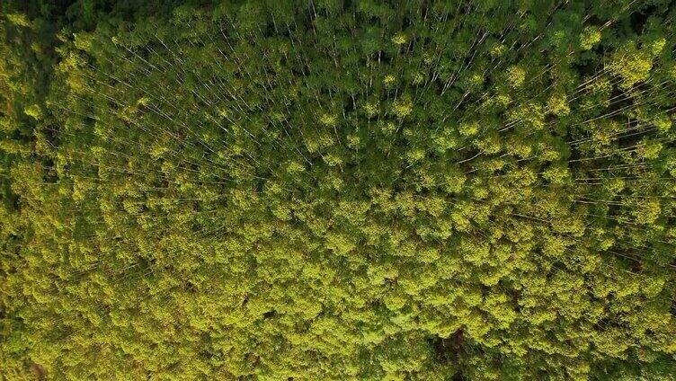 森林树木阳光绿色植物