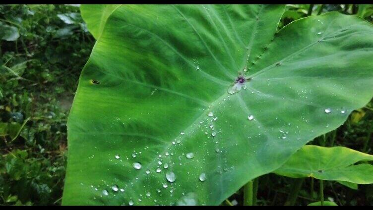 下雨雨水滴在植物上