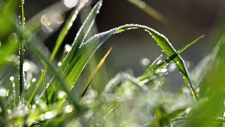 秋天草地上的冰霜露珠特写清晨霜降露珠阳光