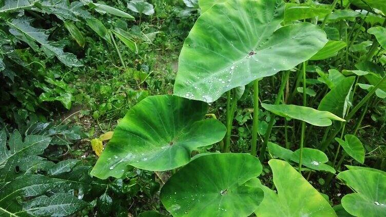 下雨雨水滴在植物上