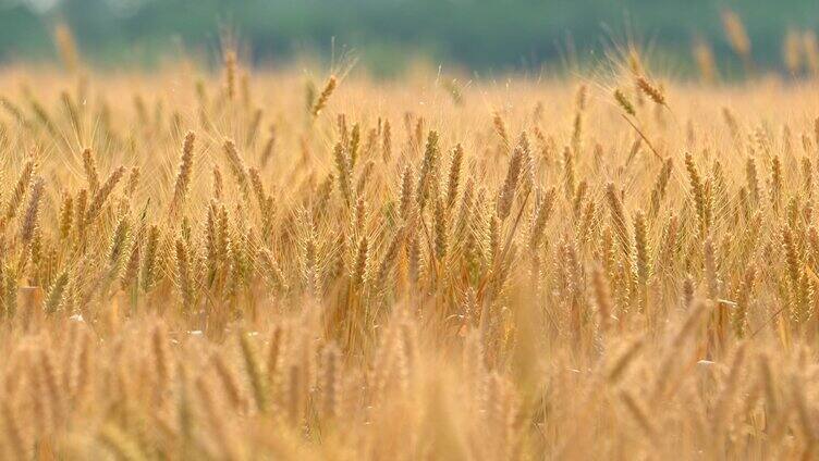 金黄色的麦子