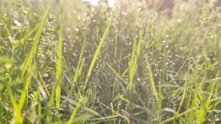 清晨唯美草地雨露逆光唯美日出水滴舒缓抒情