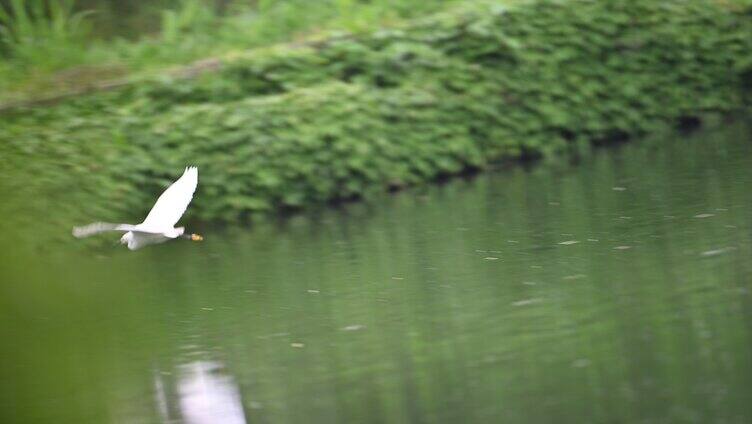 展翅飞翔的白鹭
