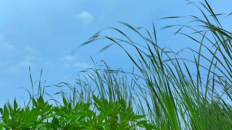 风中摇曳的野草空镜头
