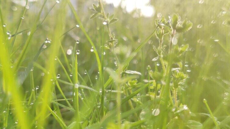 清晨唯美草地雨露逆光唯美日出水滴舒缓抒情