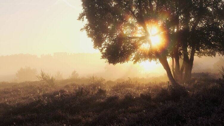 清晨早上浓雾雾气晨雾卧牛阳光穿过树林