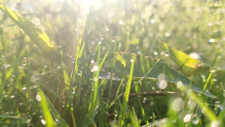 清晨唯美草地雨露逆光唯美日出水滴舒缓抒情