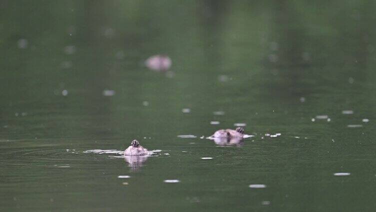 雨前雨后的小水鸭