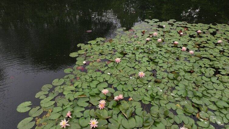 夏天的睡莲池