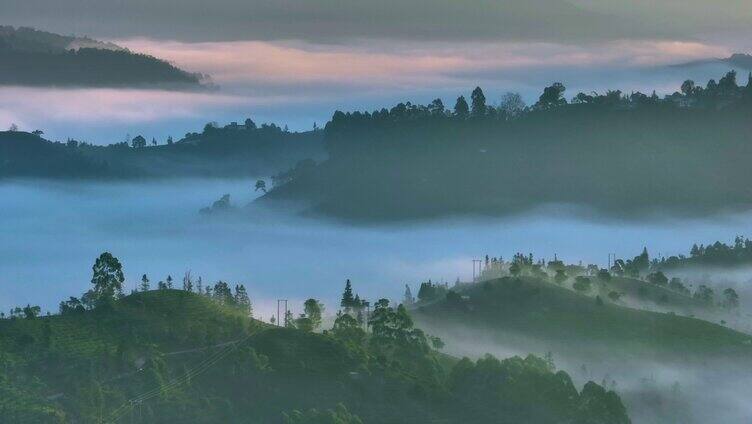 航拍云雾茶山