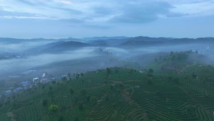 云雾中的茶山航拍