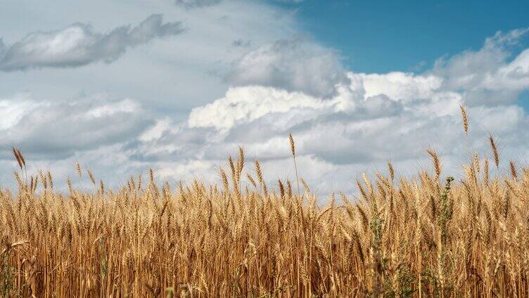 麦田小麦面粉农业农田麦穗麦子小满