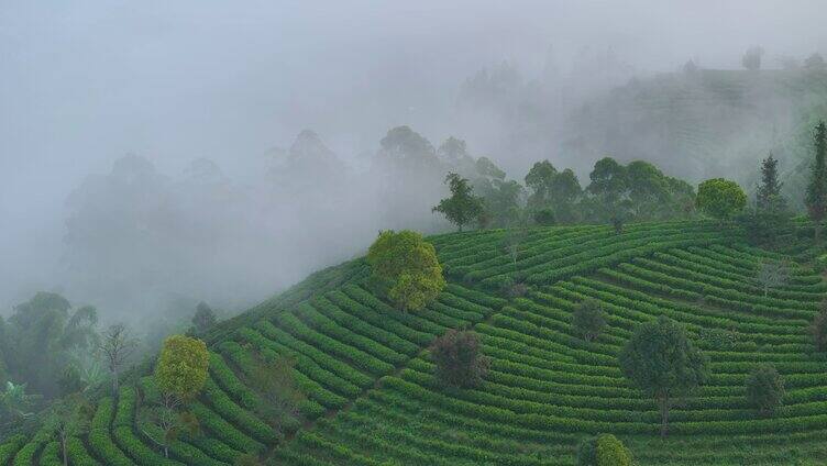 云雾中的茶山航拍