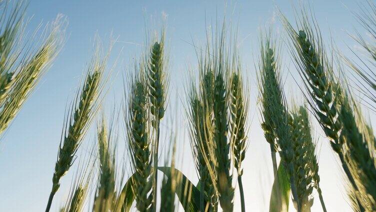 麦田小麦麦穗农业绿色粮食
