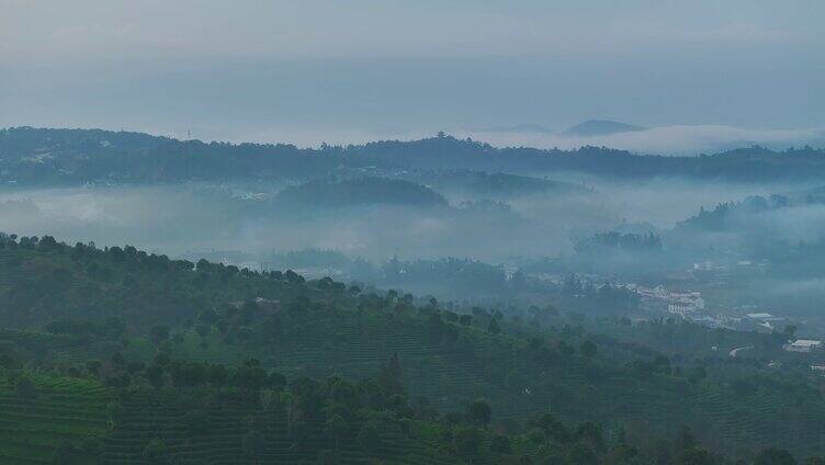 云雾中的茶山航拍