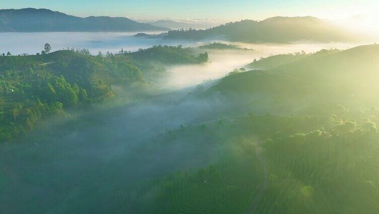 航拍云雾茶山