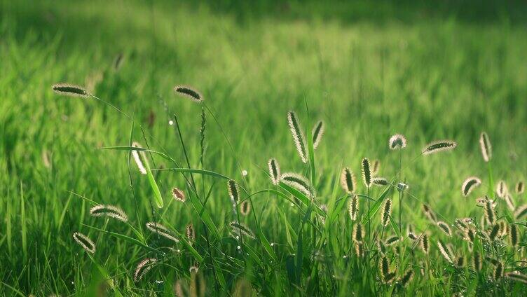阳光下的清新草地空镜 