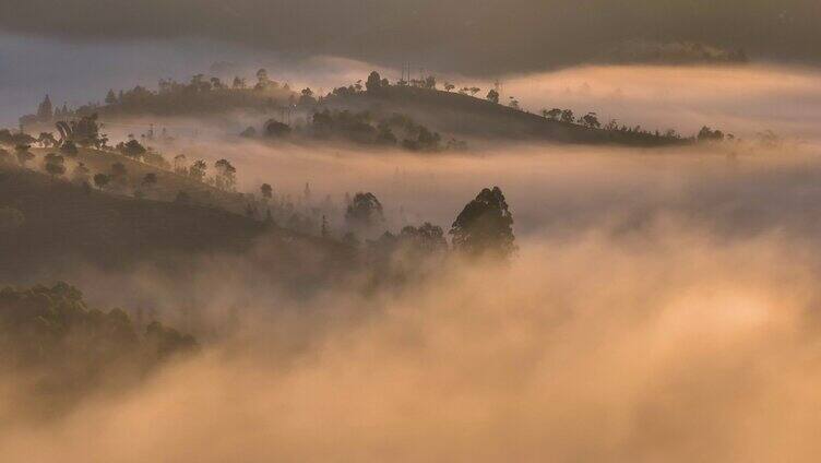 航拍云雾茶山