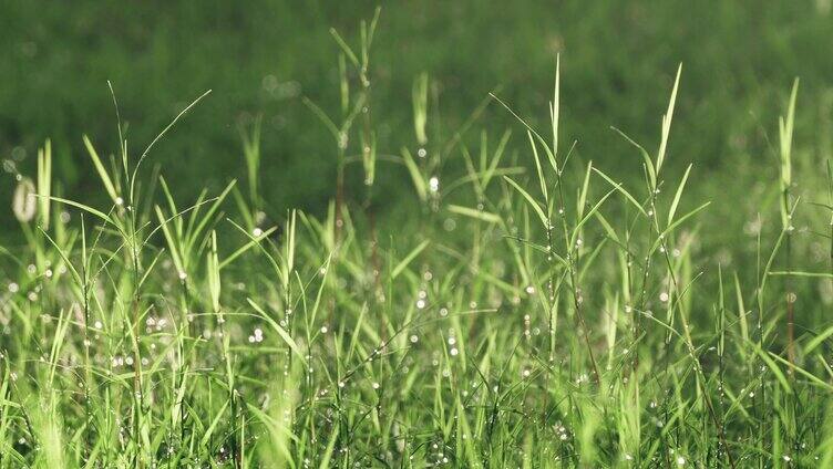 阳光下的清新草地空镜 