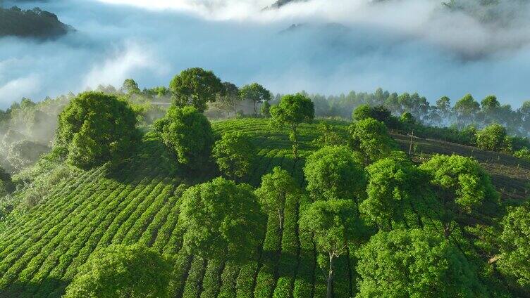 航拍云雾缭绕的茶山