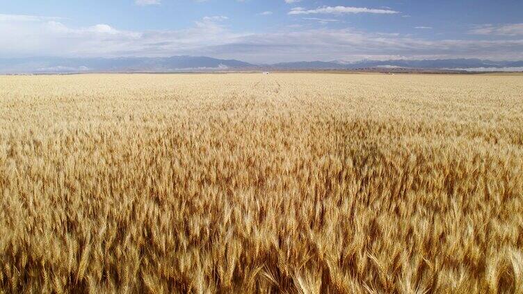 麦田小麦面粉农业农田麦穗麦子小满