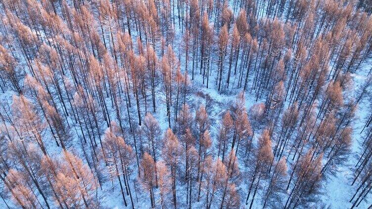 夕阳洒在雪原树林上