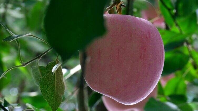 唯美烟台苹果红富士大红苹果果园果实水果
