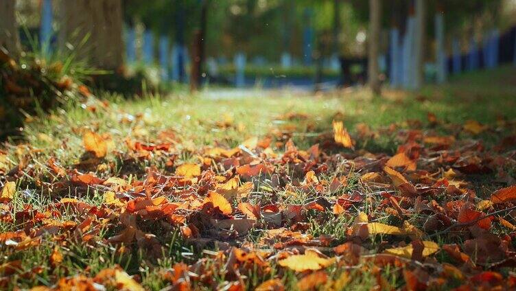 公园秋天的落叶