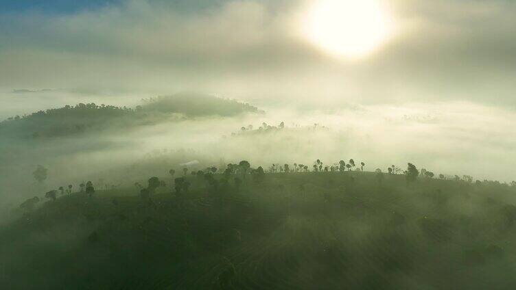 航拍云雾茶山