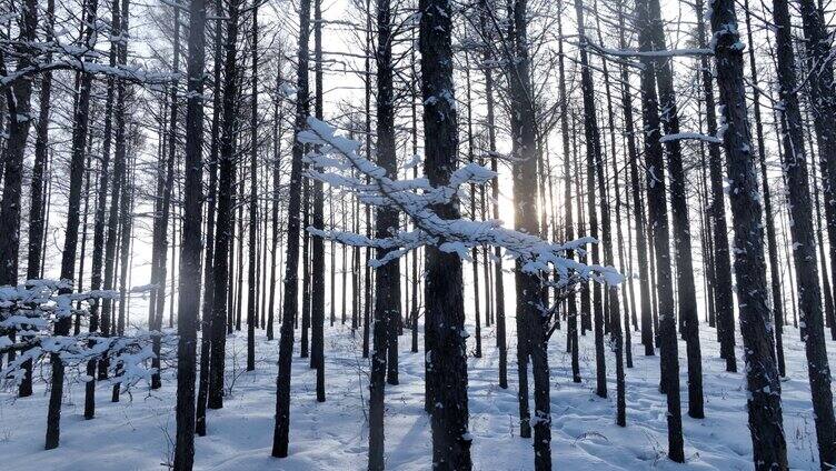 阳光光影雪原松林