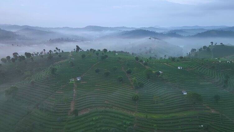 云雾中的茶山航拍