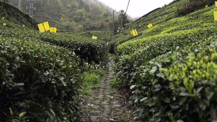 茶叶地茶农采茶