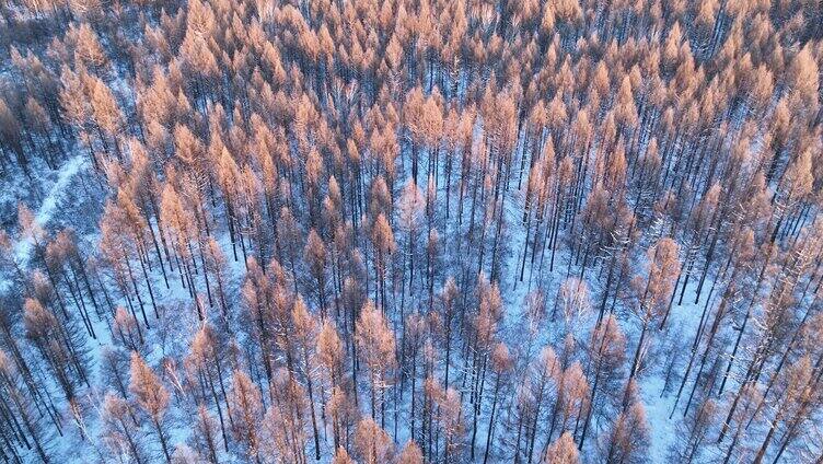 夕阳洒在雪原树林上