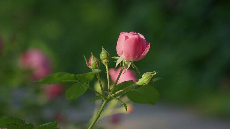  粉色月季花玫瑰花鲜花春暖花开 情人节