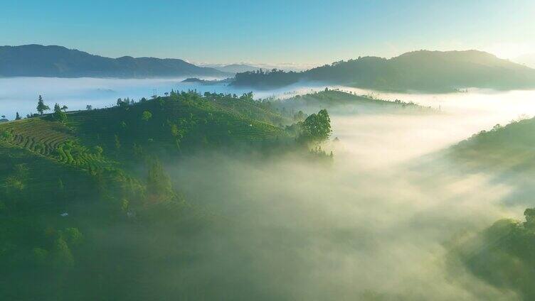 航拍云雾茶山