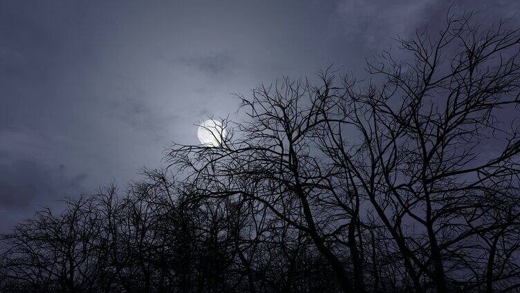 漆黑阴森的森林里升起月亮