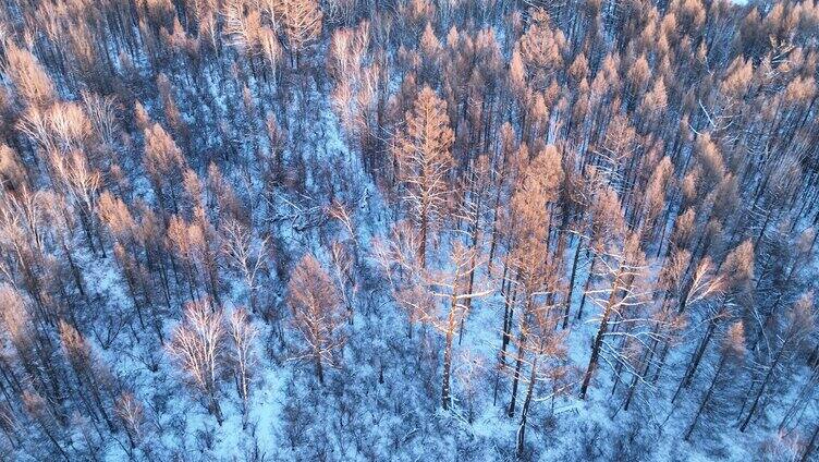 夕阳洒在雪原树林上