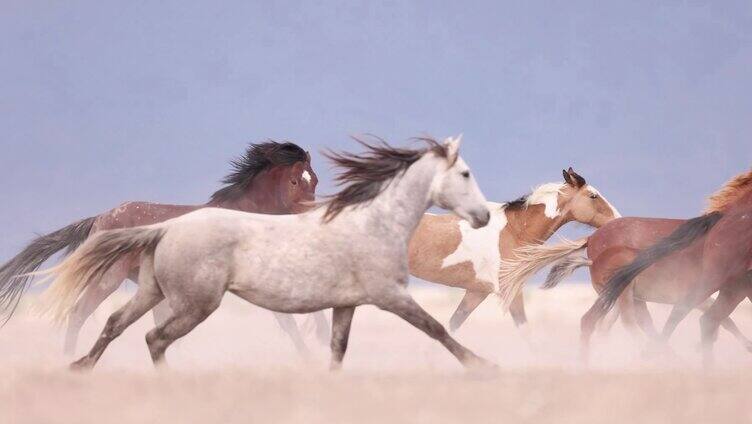 草原上的野马奔跑万马奔腾马跑步马群