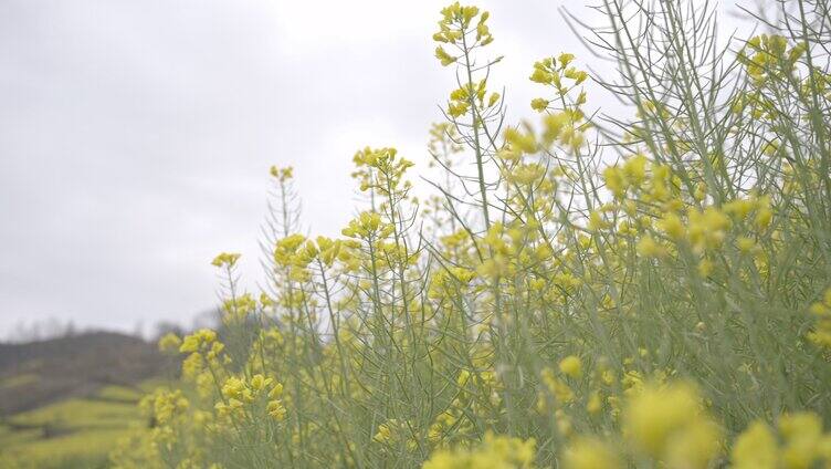 皖南古村落徽派建筑庙前村油菜花