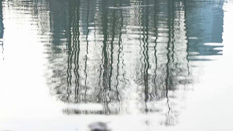 清澈的湖水中的倒影