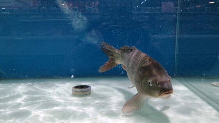 鲤鱼 淡水鱼 水池 鱼缸 水气泡