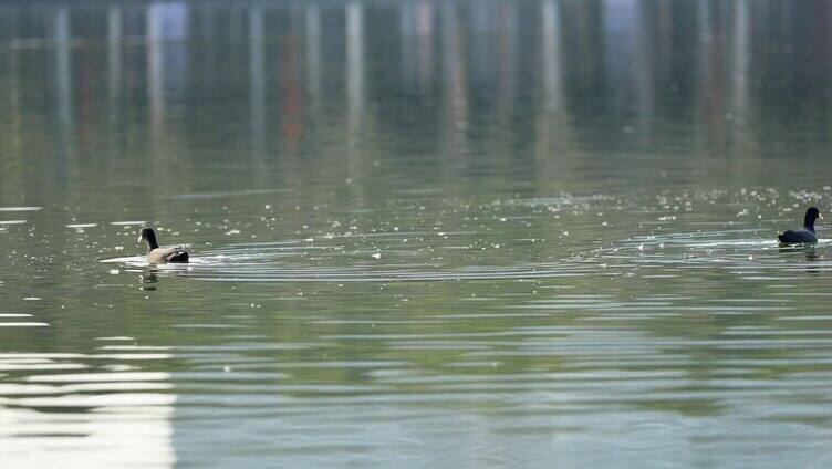 野鸭在湖中觅食